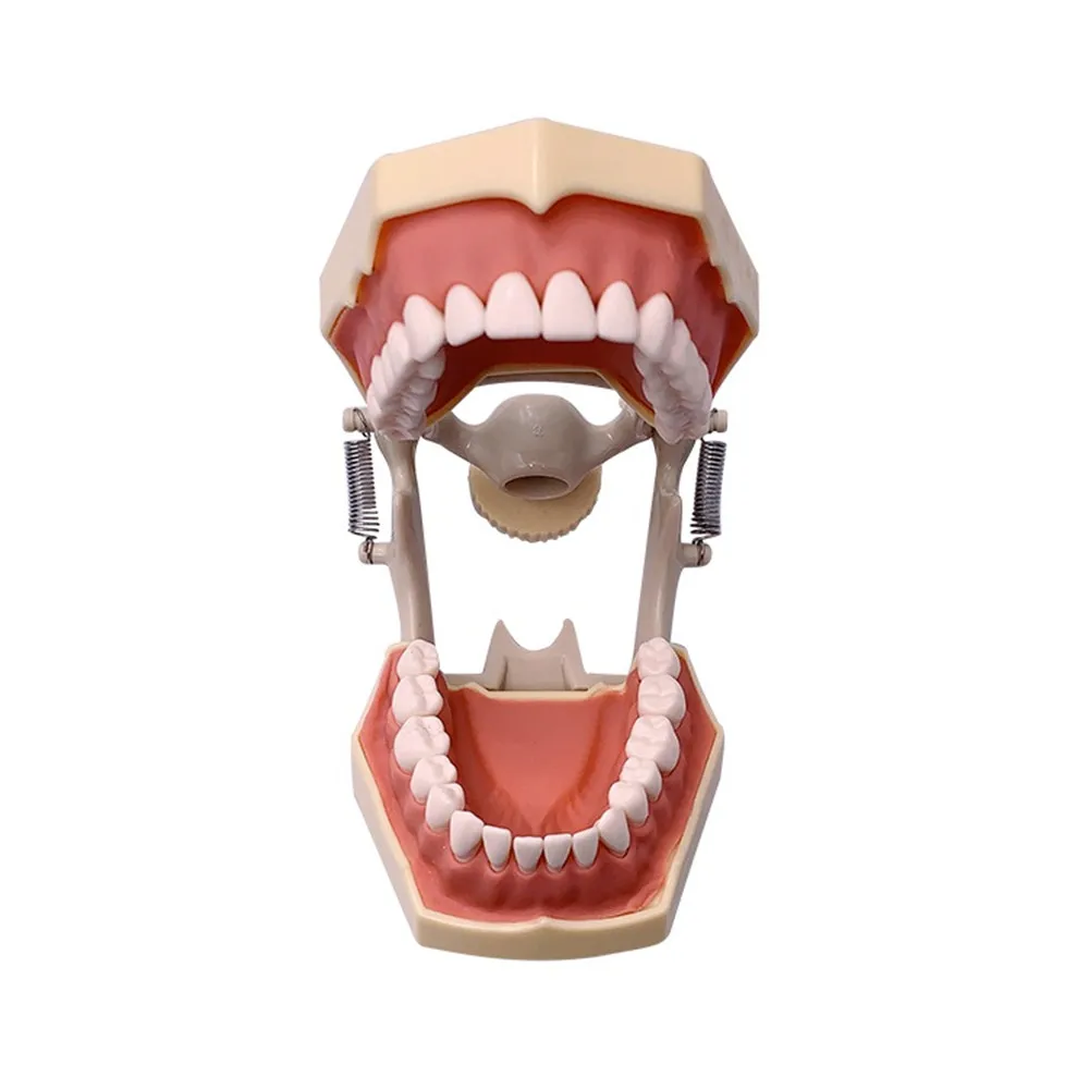 Стоматологическая Модель Зубов Typodont Стандартная Модель С 32шт Ввинчивающимися Зубьями Демонстрационный Инструмент Для Преподавания Стоматологии, Пригодный Для Frasaco