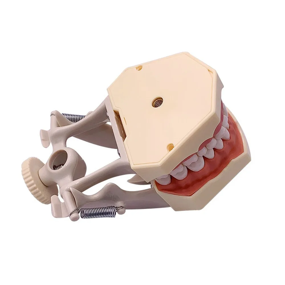 Стоматологическая Модель Зубов Typodont Стандартная Модель С 32шт Ввинчивающимися Зубьями Демонстрационный Инструмент Для Преподавания Стоматологии, Пригодный Для Frasaco