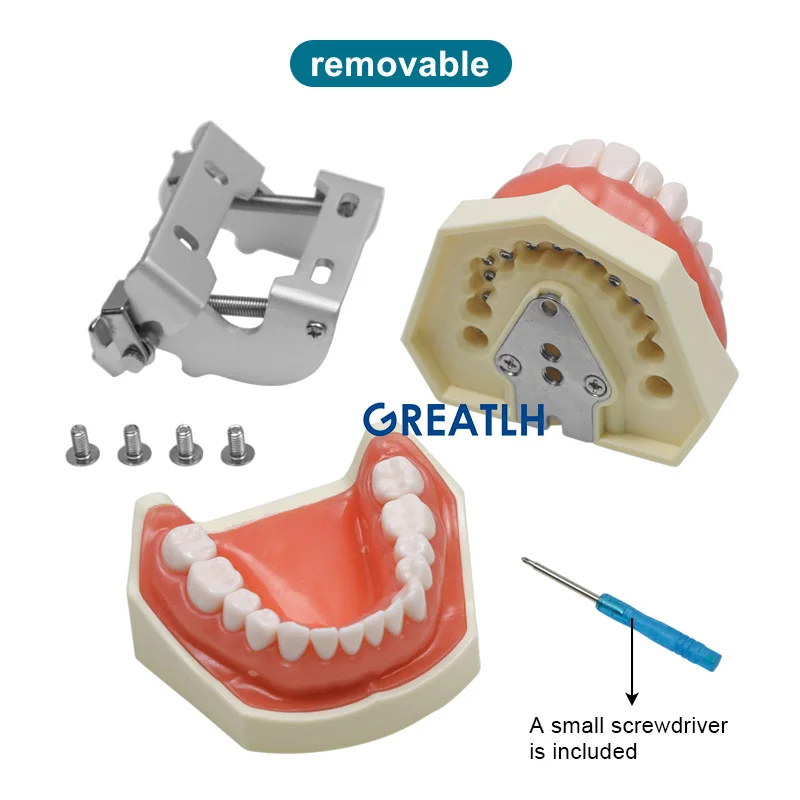 Стоматологическая модель зубов для взрослых, учебная модель, демонстрационный инструмент для практики, стоматологический инструмент