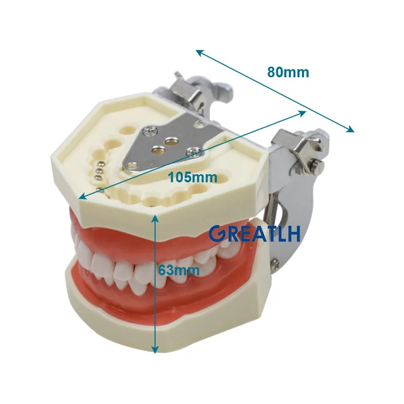 Стоматологическая модель зубов для взрослых, учебная модель, демонстрационный инструмент для практики, стоматологический инструмент