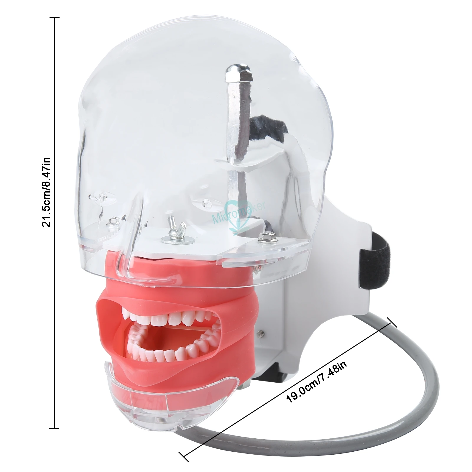 Стоматологический симулятор Phantom Head Можно установить на подушку Простая модель головы с привязанной веревкой для обучения стоматологической практике