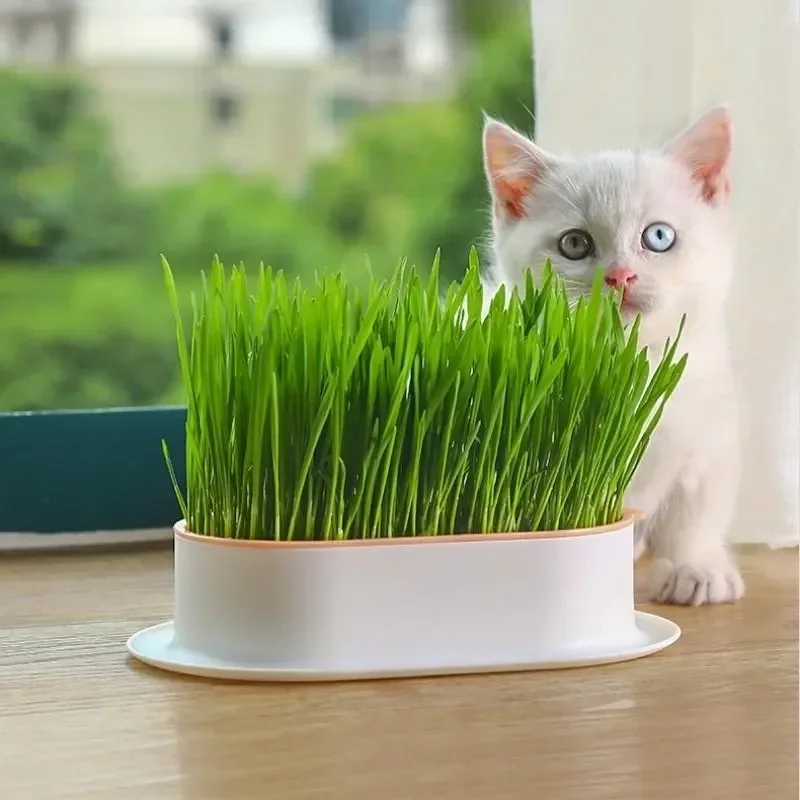 Гидропонная коробка для посадки кошачьей мяты Cat Snack, Горшок для кошачьей травы, Контрастный по цвету Гидропонный Набор для кошачьей травы, Чаша для посадки кошачьей травы